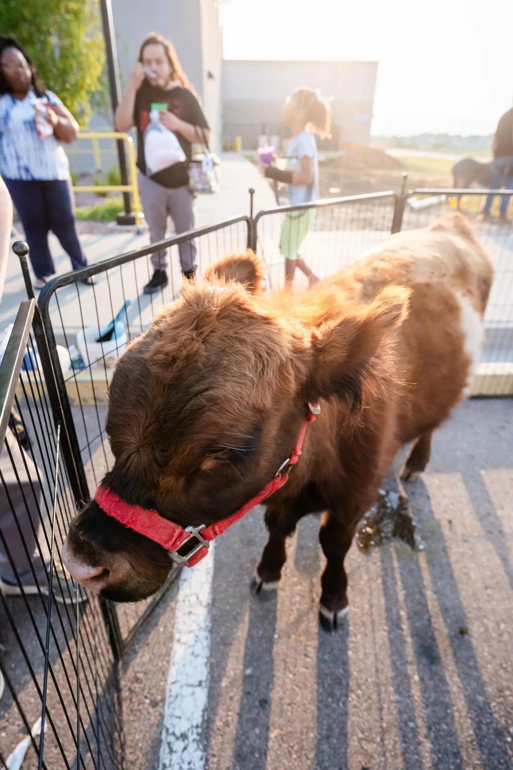 A charming miniature cow peers through a metal fence at an outdoor event during golden hour, creating a serene and inviting atmosphere.